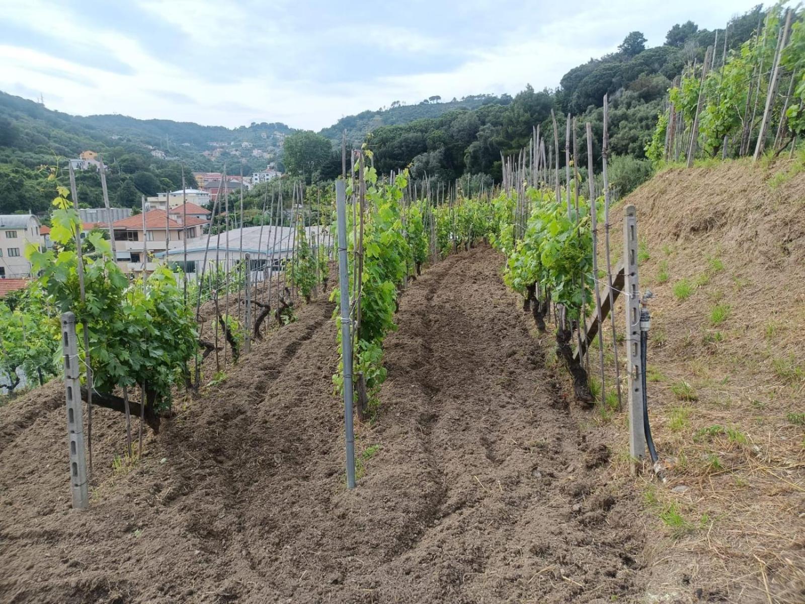 Bauernhof Cele Celle Ligure